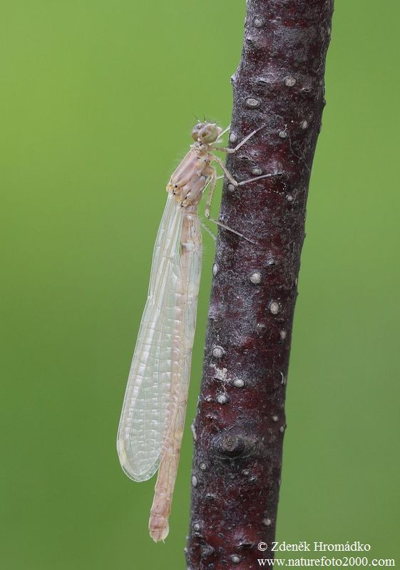 Šidélko páskované, Coenagrion puella (Vážky, Odonata)
